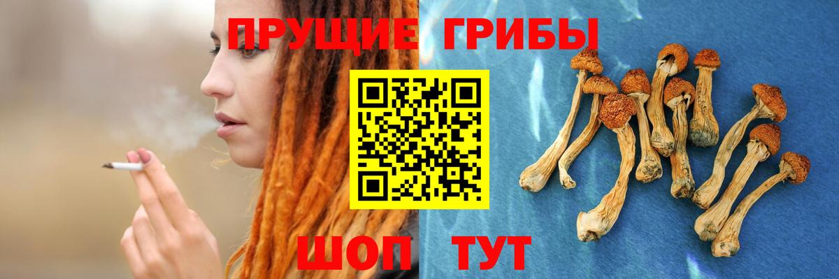 Галлюциногенные грибы Psilocybe Кстово
